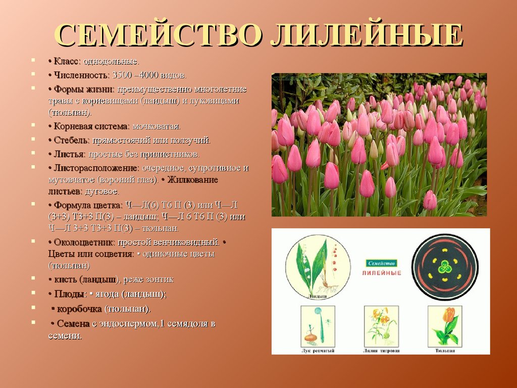 Какой тип питания характерен для тюльпана. Класс Однодольные семейство Лилейные. Лилейные характеристика стебель. Семейство Лилейные тюльпан Лесной. Однодольные растения семейства Лилейные.