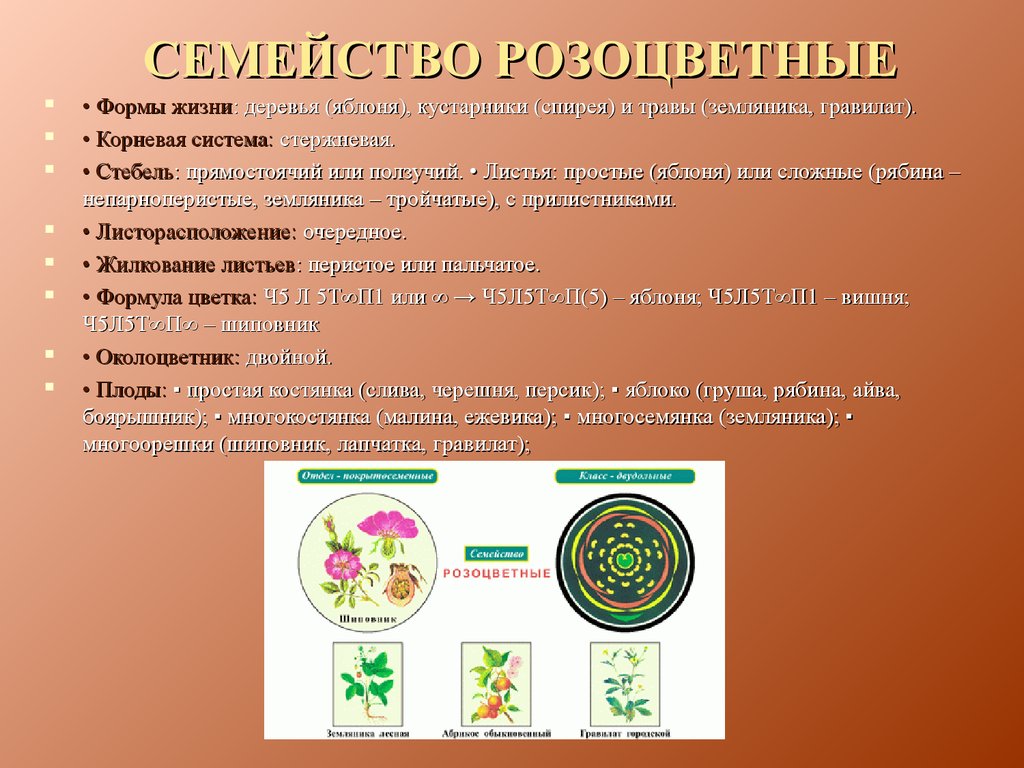 Характеристика семейства разноцветных. Семейство Розоцветные жилкование листьев. Семейство Розоцветные жизненные формы. Форма цветка семейства розоцветных. Розоцветные растения жизненные формы.