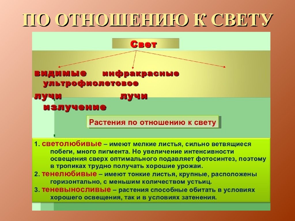 Растений отношения. Отношение к свету. Отношение света.