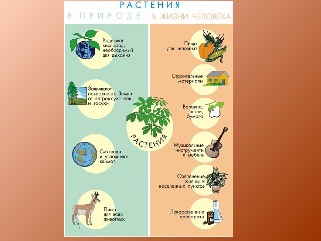 Значение покрытосеменных растений в жизни человека. Этажи леса. Модель этажи леса. Как человек использует лес схема. 5 Этажей леса.