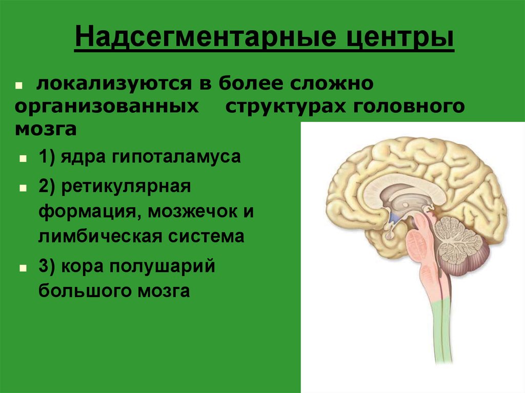 Правильная последовательность расположения отделов ствола головного мозга. Надсегментарные вегетативные центры. Надсегментарные центры ствола. Нервные центры, сегментарные и надсегментарные. Надсегментарные центры ствола головного мозга.