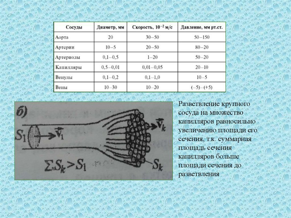 Диаметр вены. Площадь сечения капилляра. Суммарная площадь артерий. Артерии диаметр скорость давление. Суммарная площадь сечения вен.