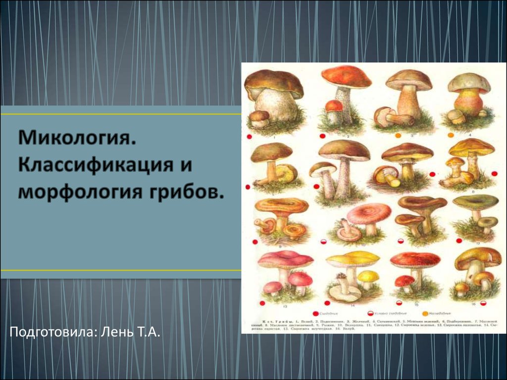 Микология это. Микология грибы. Микология классификация грибов. Морфология грибов микология. Микология систематика.