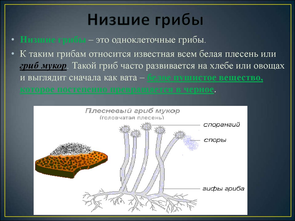 Грибы утверждение. Отделы низших грибов. Низшие грибы. Высшие и низшие грибы. Строение высших и низших грибов.