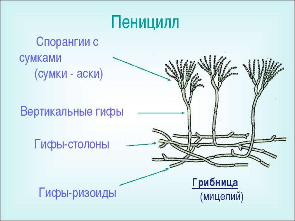 Рисунок плесневого гриба