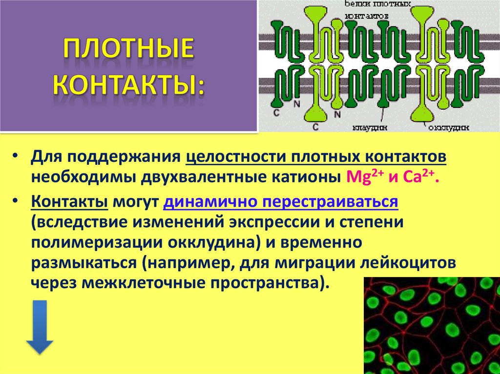 Примеры миграции клеток