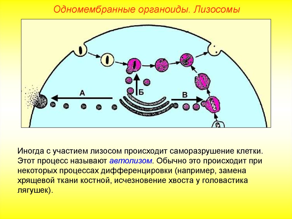 Органоиды клетки содержащие ферменты. Первичные и вторичные лизосомы. Структура первичных лизосом. Вторичные лизосомы функции. Лизосомы первичные вторичные и третичные.