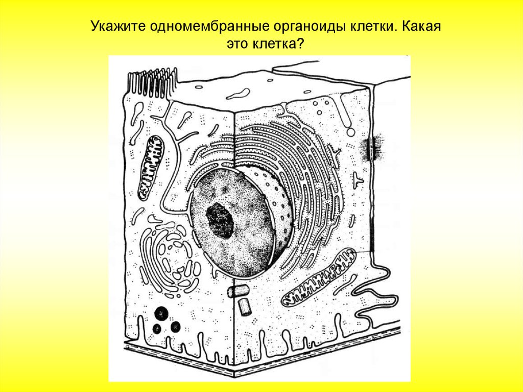 Клетка живого схема. Комбинированная схема строения эукариотической клетки. Органеллы клетки схема. Схема ядра эукариотической клетки. Схема клетки эукариот.