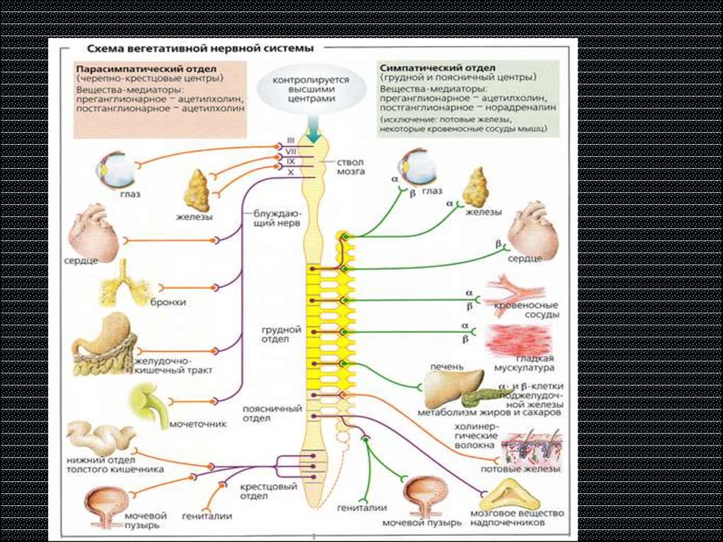 Где расположены симпатические вегетативные ядра. Центры вегетативной нервной системы симпатическая нервная система. Симпатический отдел вегетативной нервной системы схема. Парасимпатический отдел вегетативной нервной системы. Ядра парасимпатической вегетативной нервной системы.