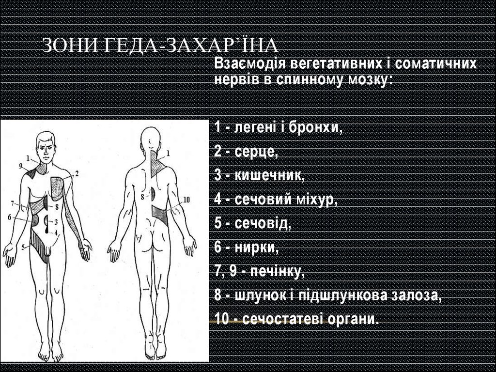 Захарьина геда. Зоны Захарьина Геда. Отраженная боль в зоне Захарьина-Геда.