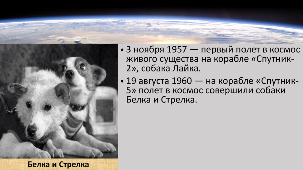 Первое живое существо полетевшее в космос. Ккто первый полител в космас. Первые собаки в космосе. Собака лайка в космосе 1957. Кто первый полетел в космос.