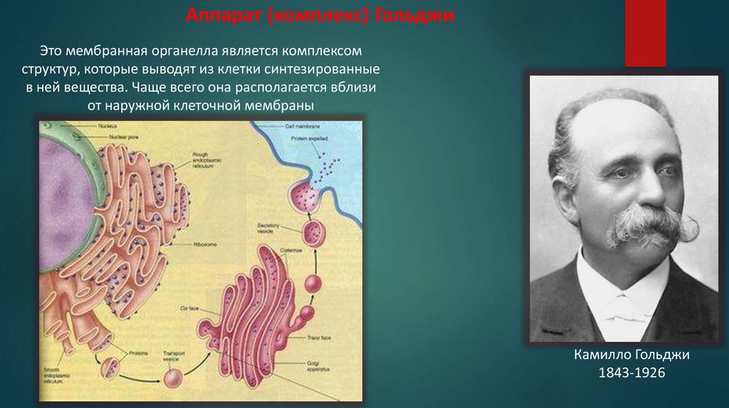 Гольджи мембраны. Камилло Гольджи аппарат Гольджи. Кто открыл аппарат Гольджи. Комплекс Гольджи мембранный органоид. Аппарат Гольджи открыт.