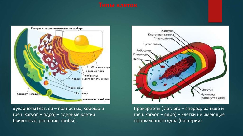 Организмы клетки которых содержат оформленное ядро