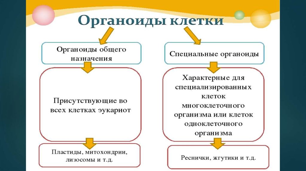 Специальные клетки. Органеллы клеток общего и специального назначения. Органоиды общего и специального назначения таблица. Органоиды специального назначения функции. Органоиды общего назначения клетки.