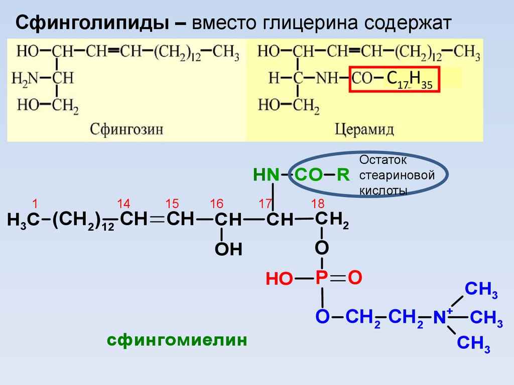 17 1 остаток. Сфингомиелин стеариновой кислоты. Сфингозин и церамид. Сфингозин и олеиновая кислота. Сфинголипиды церамиды.