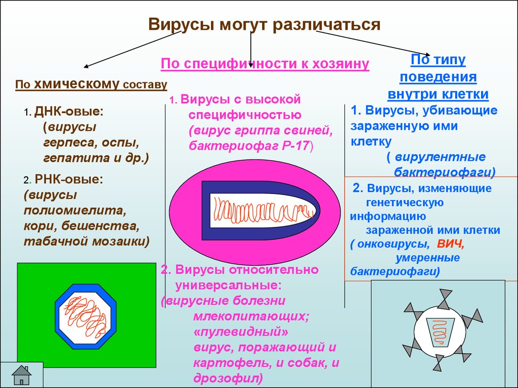 Вирусы презентация 10 класс биология