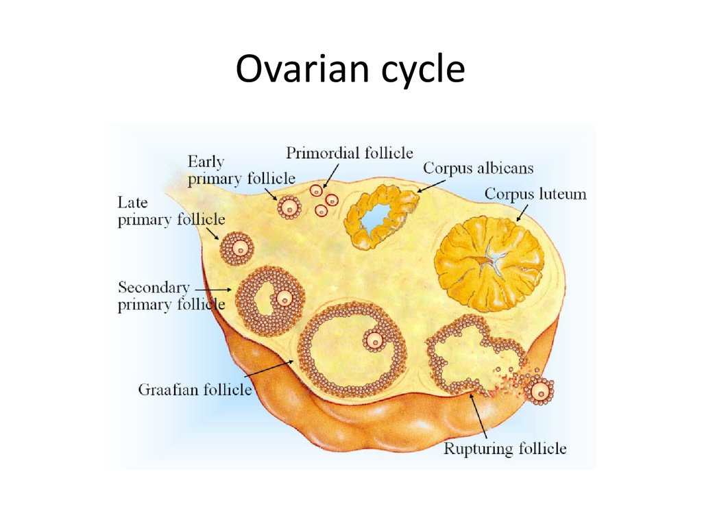 Mature ovum is expelled from the