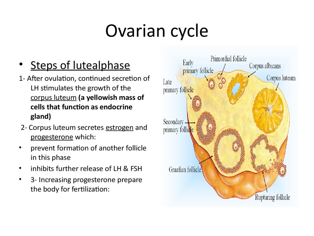 female-reproductive-system