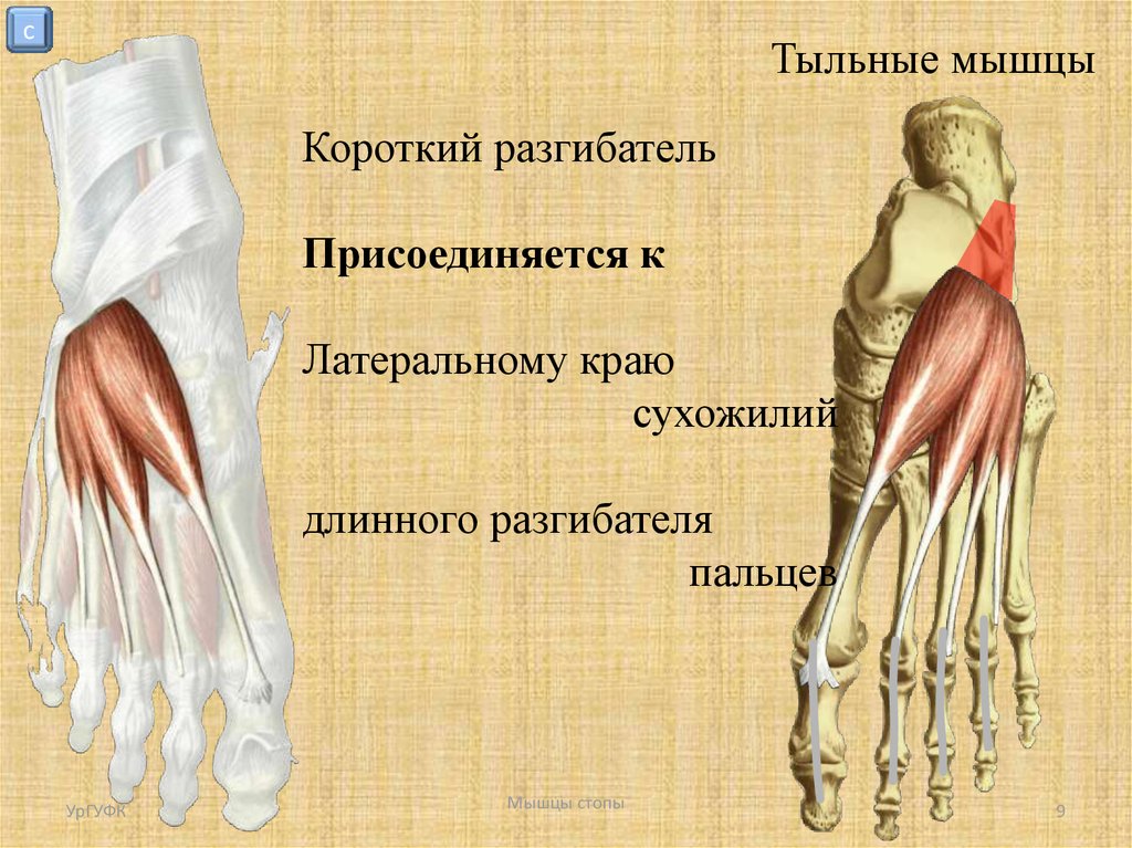 Разгибатели стопы. Короткий разгибатель пальцев мышцы стопы. Мышцы разгибатели стопы и пальцев функции. Короткий разгибатель большого пальца стопы мышца функции. Тыльные мышцы стопы.