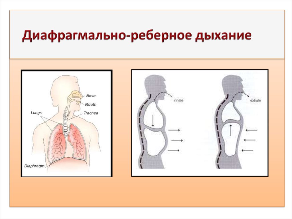 Грудное диафрагмальное дыхание. Реберное дыхание. Реберно диафрагмальное дыхание. Грудобрюшной Тип дыхания. Реберный Тип дыхания.