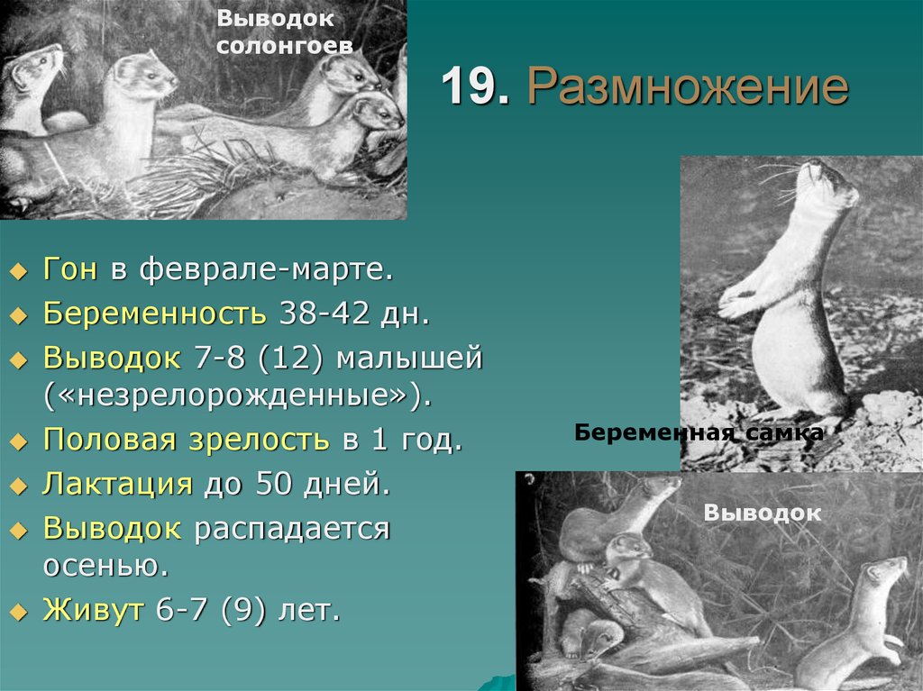 Представители родов. Ласка размножение. Размножение выводками. Представители рода линейных. Половое созревание кровавого зверя.