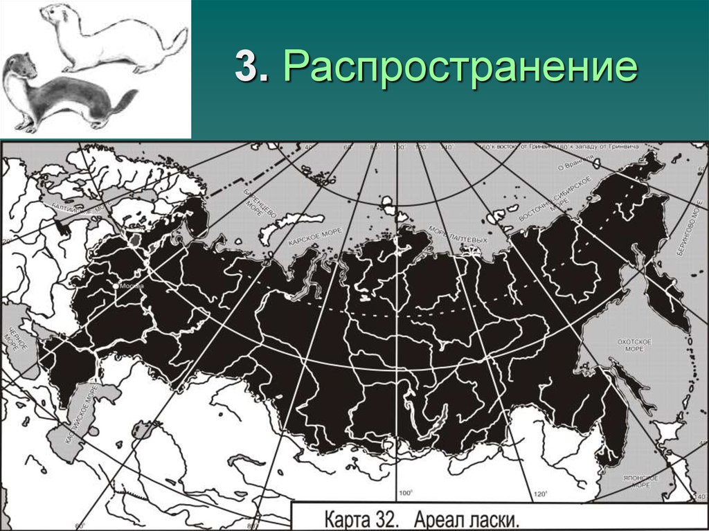 Выберите причины сокращения ареалов обитания дикорастущих растений. Ласка ареал обитания в России. Лисица обыкновенная ареал обитания. Ареал распространения ласки. Европейский ареал.