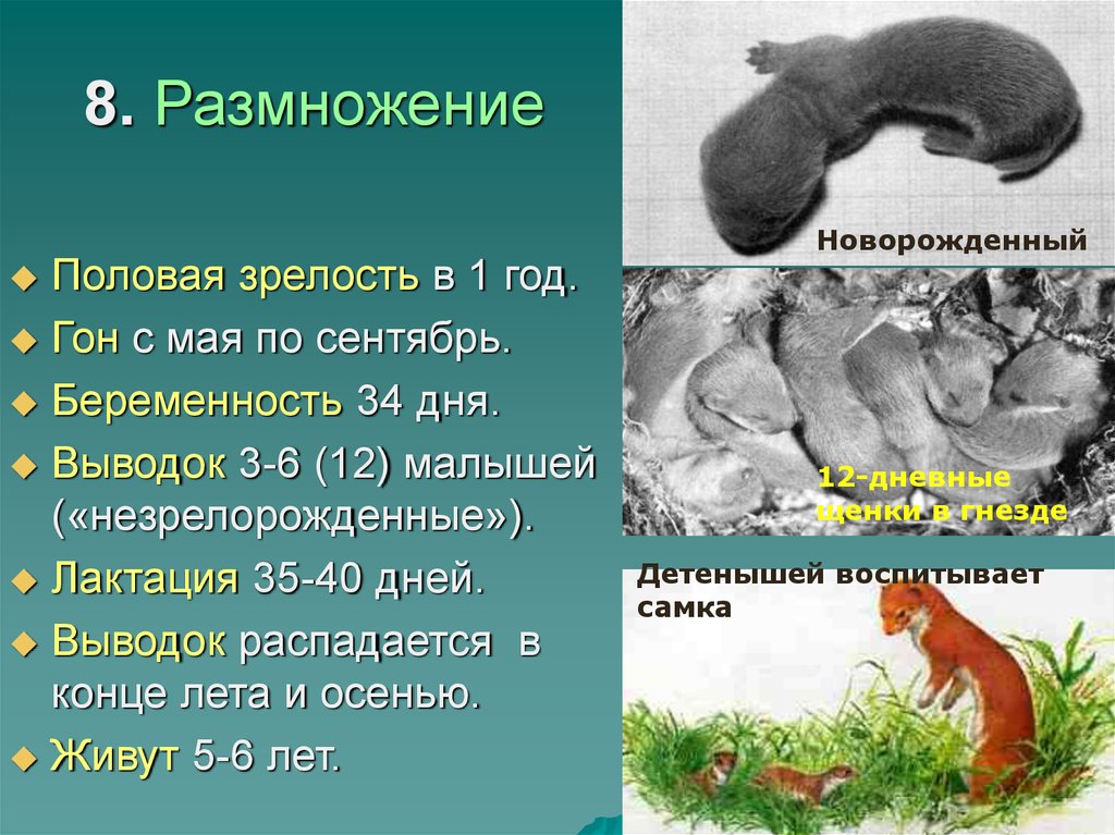 Представители родов. Ласка размножение. Половая зрелость песцов. Животные ласка презентация размножение. Как размножаются ласки.