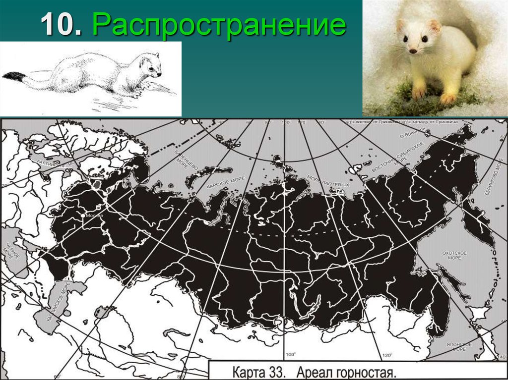 Карта распространения медведей