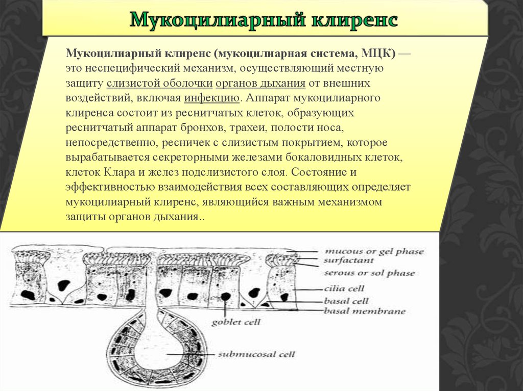 Мукоцилиарный клиренс движение ресничек. Функция дыхательного эпителия. Строение эпителия воздухоносных путей. Клетки реснитчатого эпителия. Реснитчатый мерцательный эпителий функции.