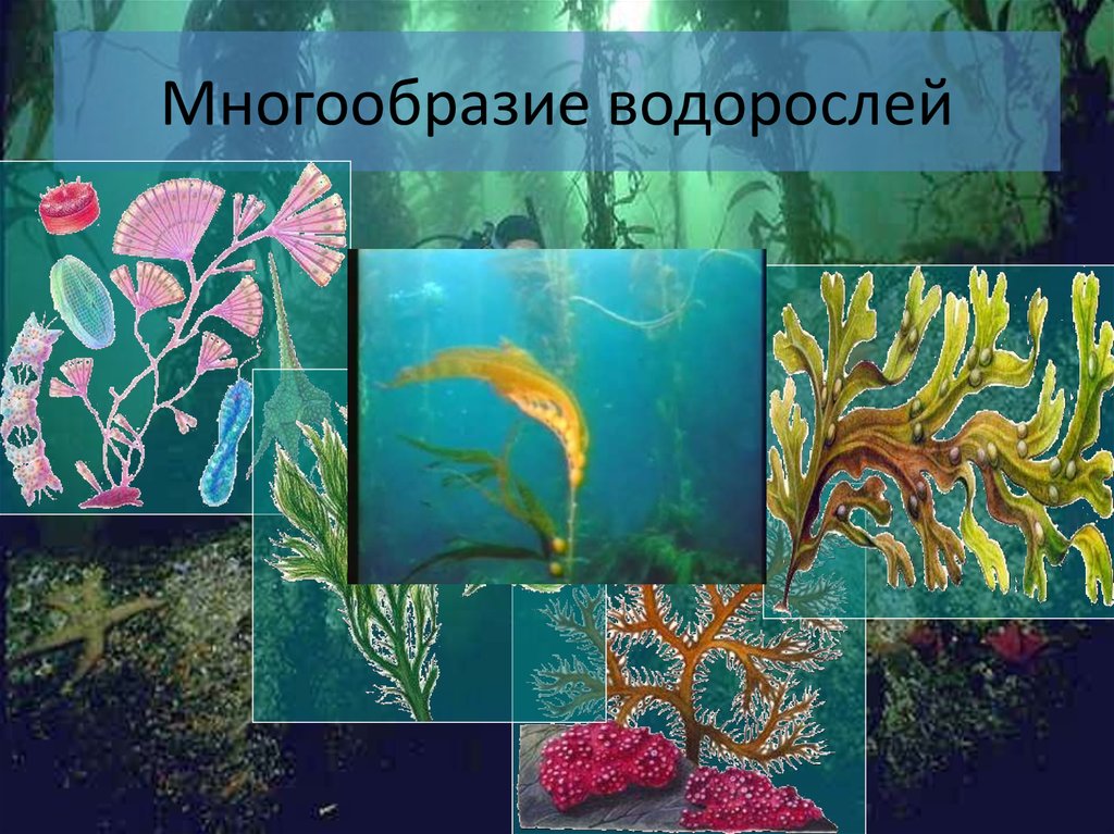 Разнообразие водорослей биология. Виды водорослей. Многообразие водоросле. Водоросли их разнообразие. Интересные представители водорослей.