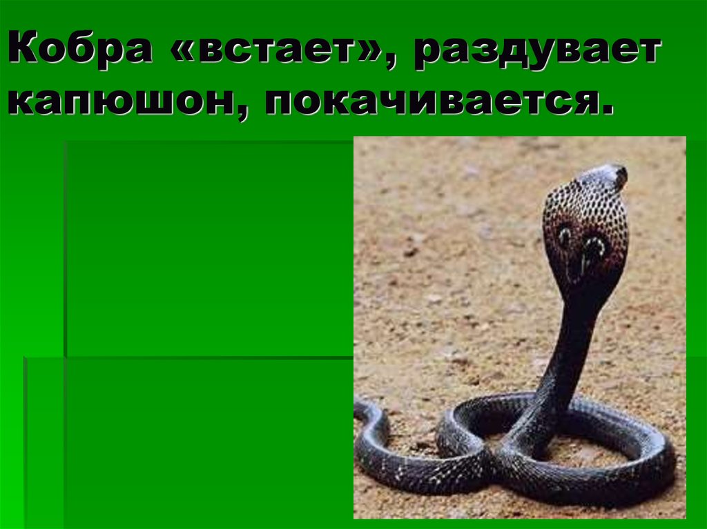 Доклад про змею. О змеях для детей. Сообщение о Кобре. Презентация о змеях. Рассказ о змее.