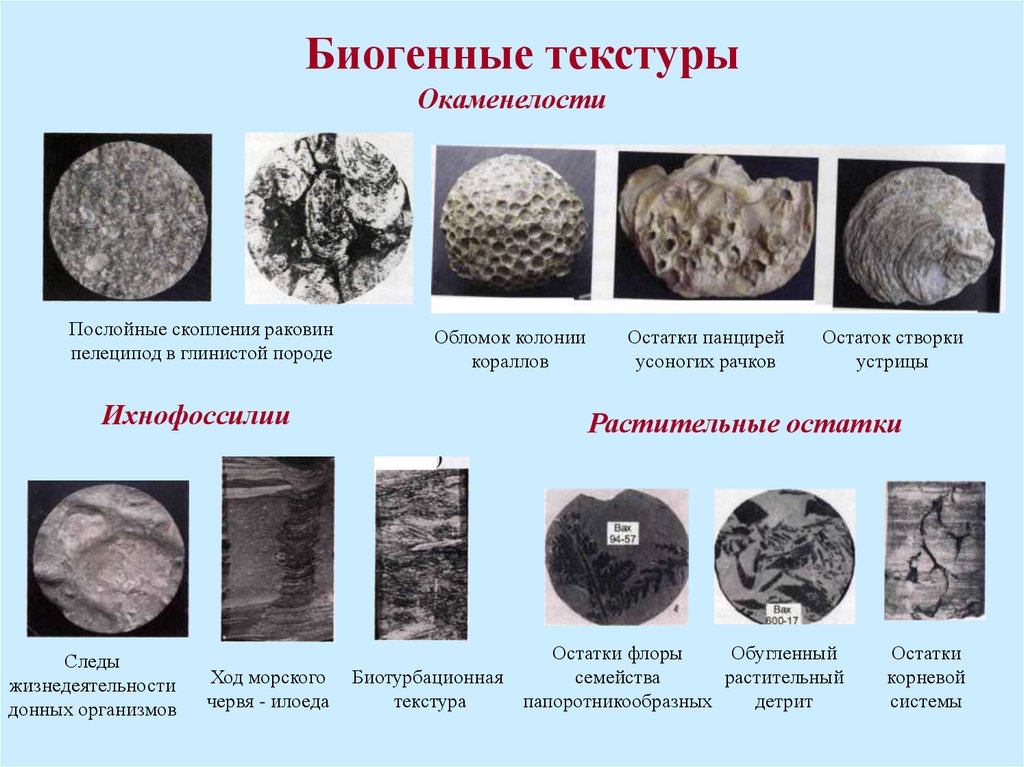 Определите осадочную породу