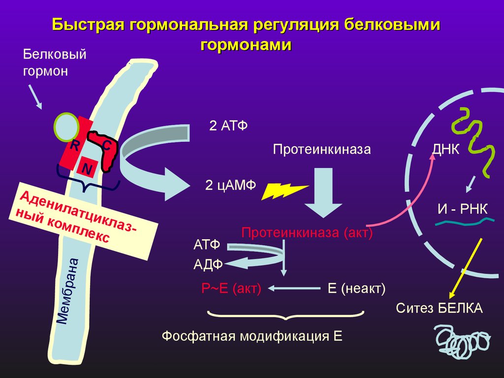 Регуляция белков. Гормональная регуляция активности ферментов. Быстрая регуляция активности ферментов. Быстрая гормональная регуляция. Медленная регуляция активности ферментов.