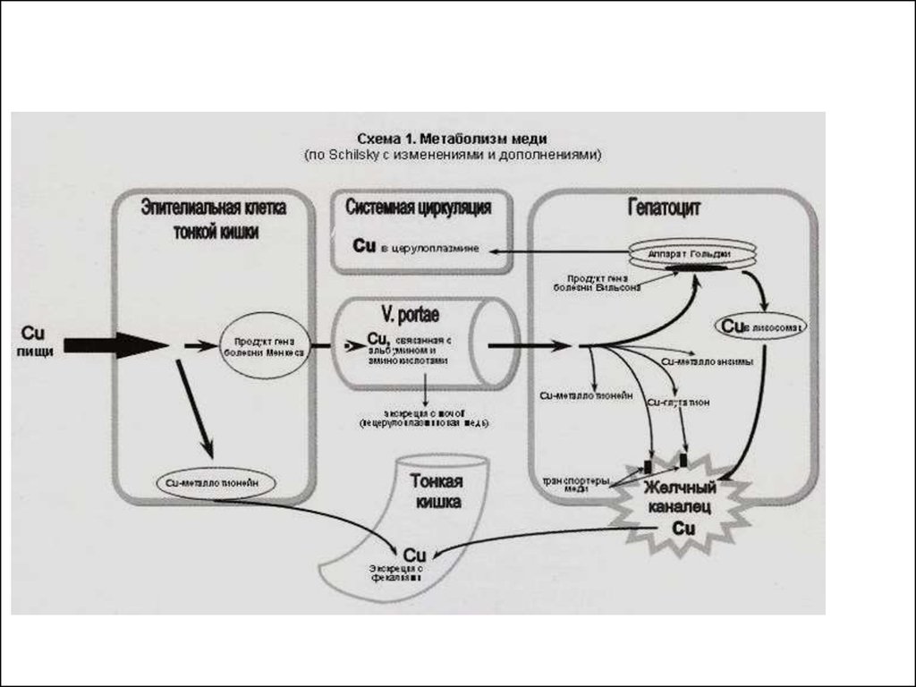 Влияние меди на организм. Метаболизм меди в организме. Схема обмена меди в организме биохимия. Всасывание меди в организме. Метаболизм меди в организме биохимия.
