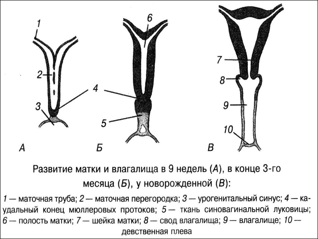 Строение женских органов фото