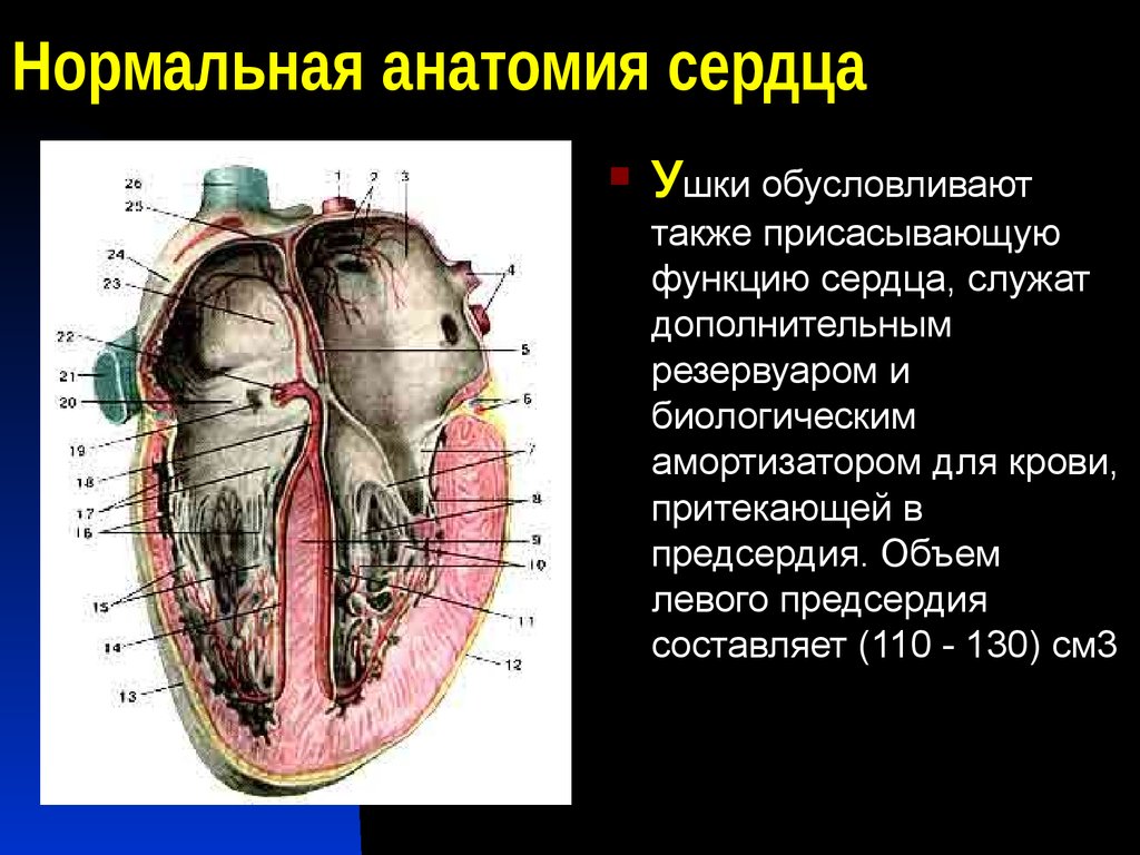 Правое предсердие является. Строение ушка предсердия. Правое предсердие сердца функции. Строение правого предсердия анатомия. Сердце строение ушко левого предсердия.