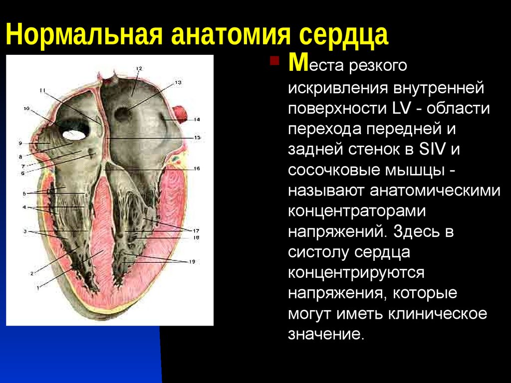 Задняя стенка сердца