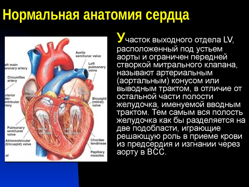 Правый желудочек функции. Артериальный конус правого желудочка. Сердце анатомия. Артериальный косинус серлцп. Артериальный конус сердца.