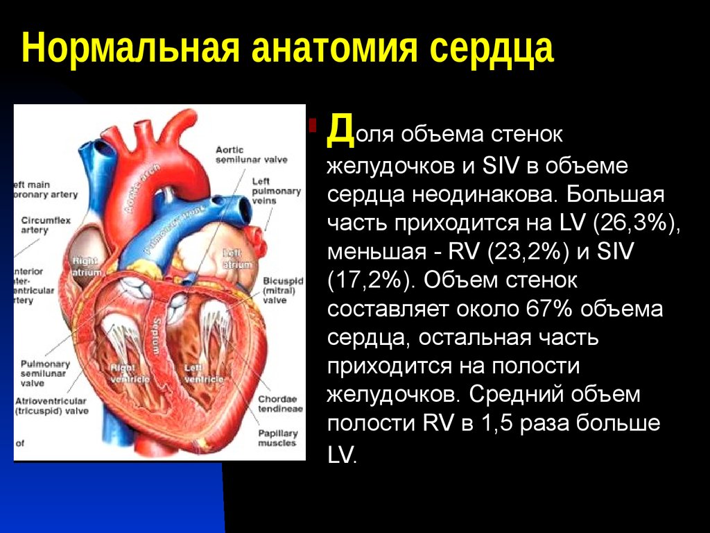 Сердечный объем. Строение сердца. Нормальная анатомия сердца. Объем желудочков сердца. Строение сердца человека.