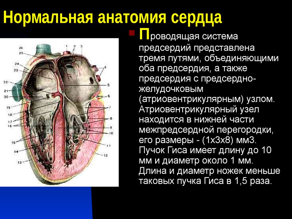 Правое предсердие является. Сердце анатомия. Перегородки сердца анатомия. Анатомия сердца анатомия. Анатомия сердца кратко.