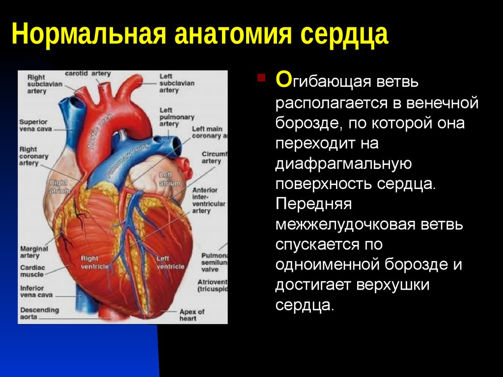 Из чего состоит сердце