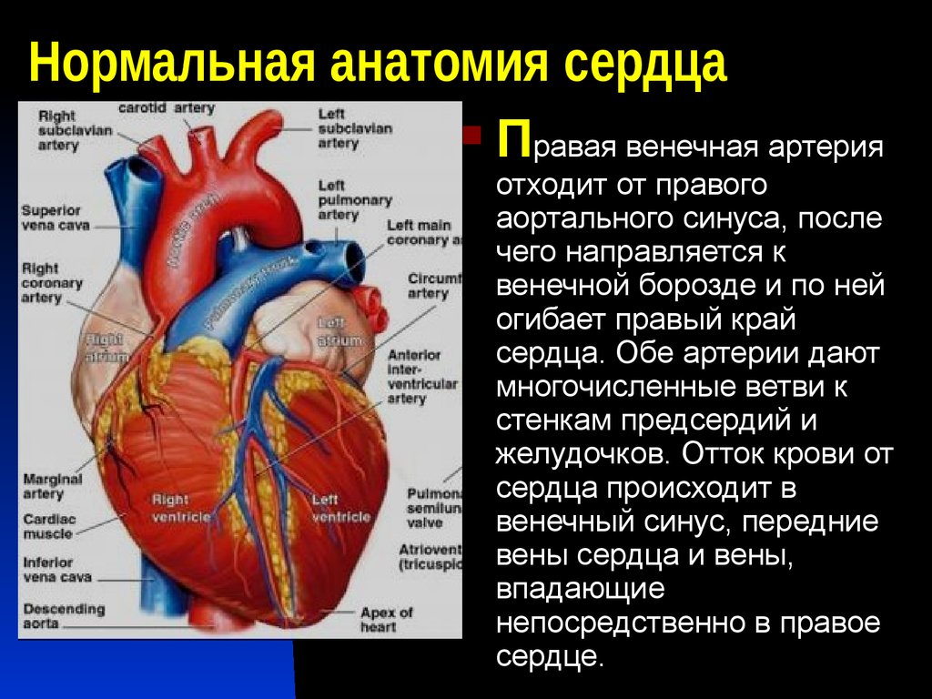 Правая сердечная артерия. Вены венечного синуса сердца. Венечный синус сердца располагается. Строение сердца венечный синус. Коронарные вены впадают в венечный синус сердца.