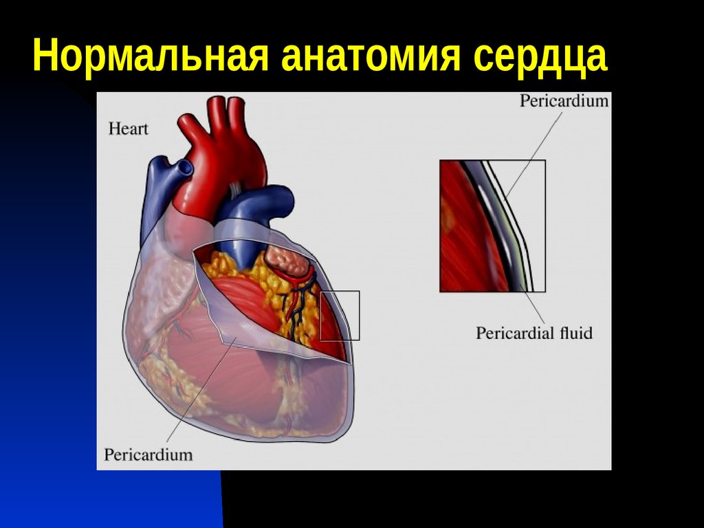 Нормальная анатомия сердца. Слайд с сердцем анатомия. Сумка сердца анатомия. Анатомия сердца (2021).