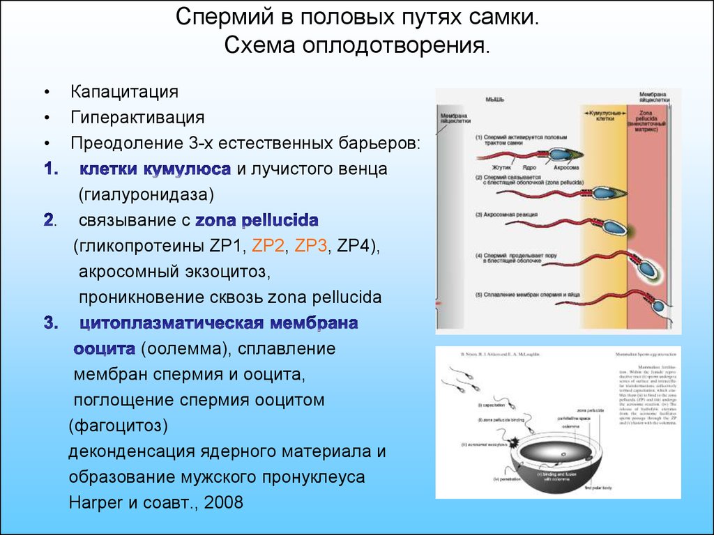 Спермий. Оплодотворение капацитация. Капацитация сперматозоидов. Влияние на спермиев внешних факторов у животных.