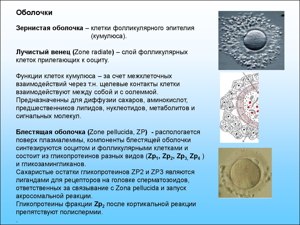 Ооциты качество. Яйцеклетка оболочка фолликулярные клетки. Фолликулярные клетки яйцеклетки функции. Лучистый венец яйцеклетки функции. Строение яйцеклетки блестящая оболочка.