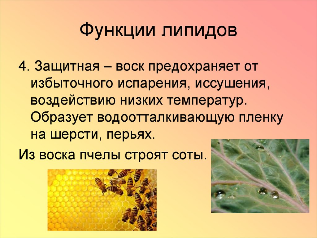 Выполняет кроветворную функцию запасает жиры. Биологическая функция пчелиного воска. Воски биология липиды. Липиды пчелиный воск функции. Воска строение и функции.
