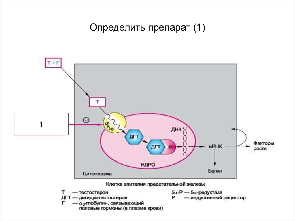 Определение препарата. ДНК препарат. Дезоксирибонуклеиновая кислота лекарства. ДНК таблетки. Гормоны плазмы ионов.