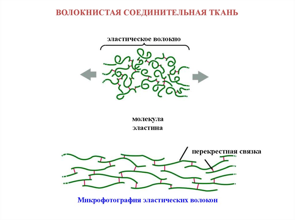 Волокнистые соединительные. Эластические волокна. Эластин соединительной ткани. Эластические волокна рисунок. Молекулярный состав эластических волокон.