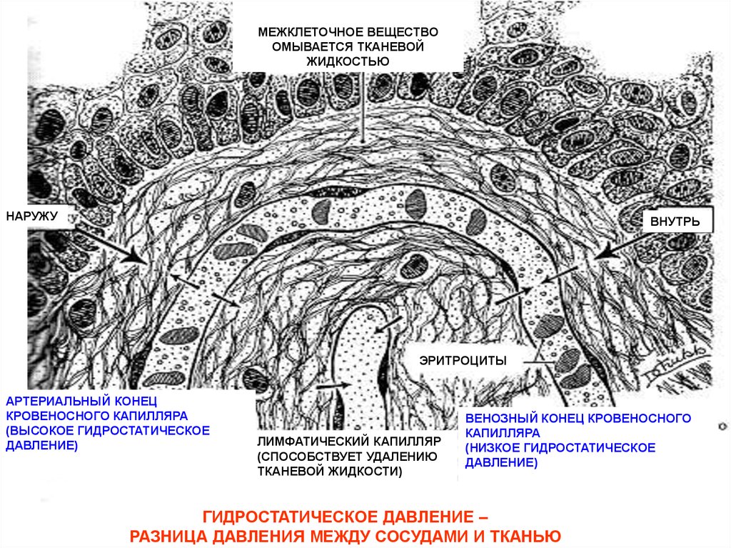 Межклеточное вещество соединительной ткани. Венозный конец капилляра. Тканевая жидкость это межклеточное вещество. Наличие межклеточного вещества в капиллярах. Соединительная ткань где капилляры.