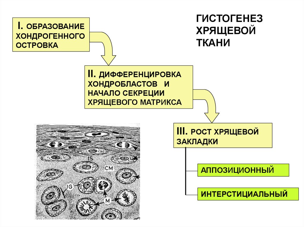 Аппозиционный рост хряща. Образование хрящевой ткани. Гистогенез хрящевой ткани. Этапы гистогенеза хрящевой ткани. Этапы формирования хрящевой ткани.